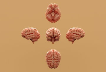 Various perspectives of a human brain are displayed.